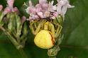 Misumena_vatia_D4913_Z_90_Les Gris_Frankrijk